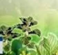 Pengenalan Dini Obat Alami C.1 / Yayat Priati